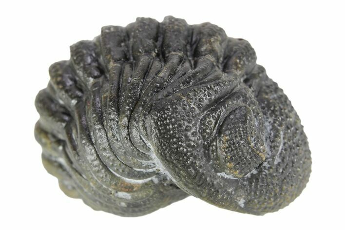 Long Curled Morocops Trilobite - Morocco #252657